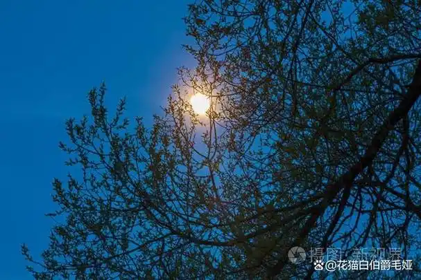 冬日里的月亮如梦幻般遥远,又如梦幻般美好