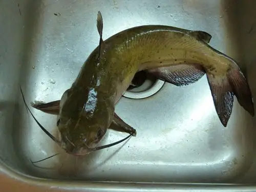 鲶鱼的营养含量