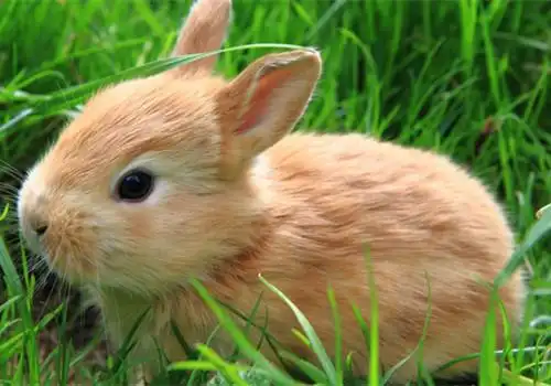 可爱超萌兔子图片_萌萌哒小兔子