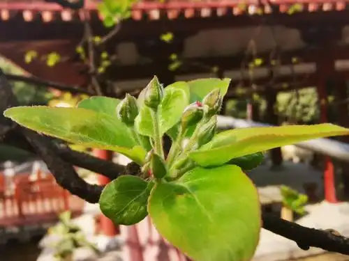 海棠花里重开宴千年陕菜系乡愁