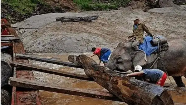 中国订单太多,大象运木材被活活累死_红木_老挝_市场