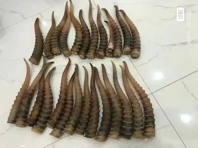 羚羊角疑似在电商平台被售卖是真的吗