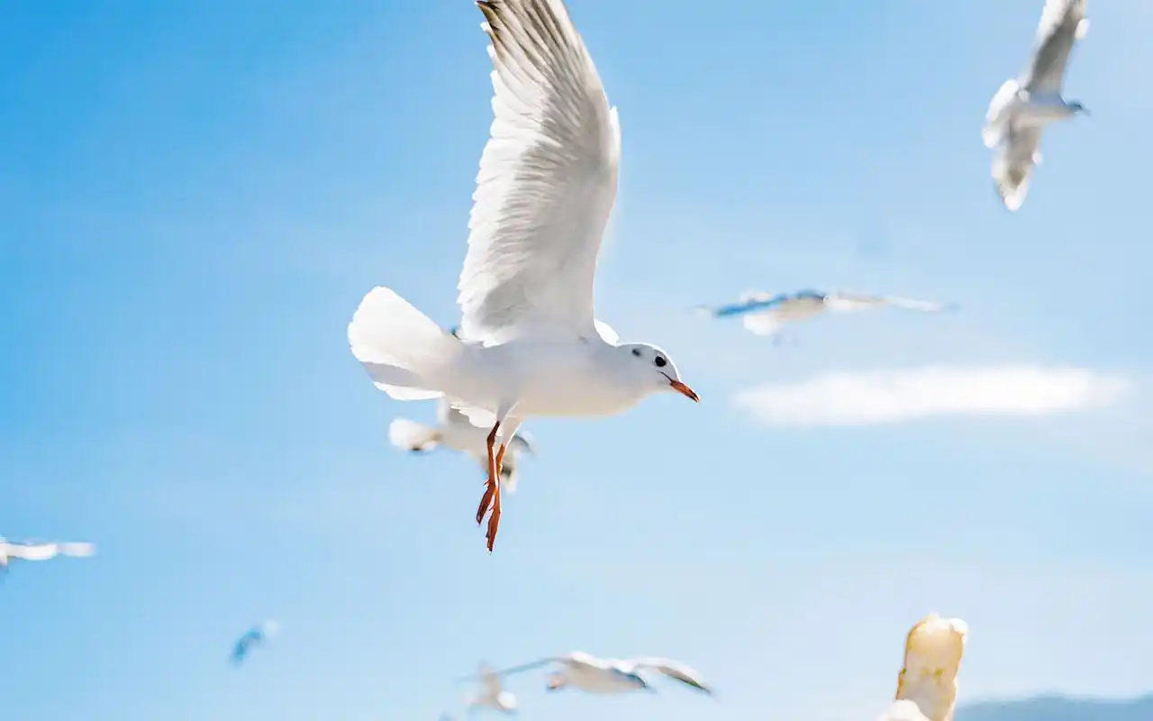 自由翱翔的海鸥高清壁纸_蓝天下美丽的海鸥