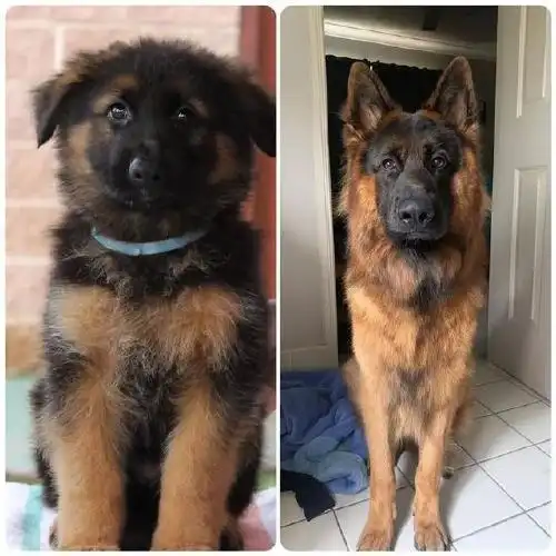 德牧宝宝照片在网上爆红,网友惊叹:这不就是我梦中情狗的样子?