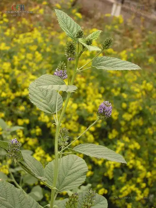 p>补骨脂属,学名psoralea linn.
