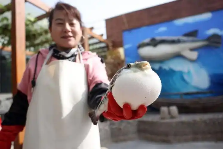 让河豚不再有毒,"中国河豚鱼之乡"产量95%出口海外