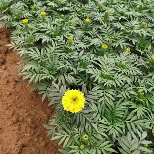 万寿菊苗山东万寿菊价格现货供应万寿菊苗