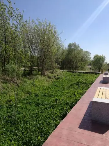 黄天荡湿地公园