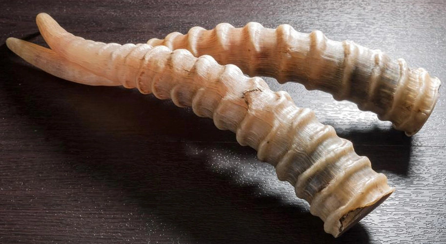 中药羚羊角的副作用与禁忌