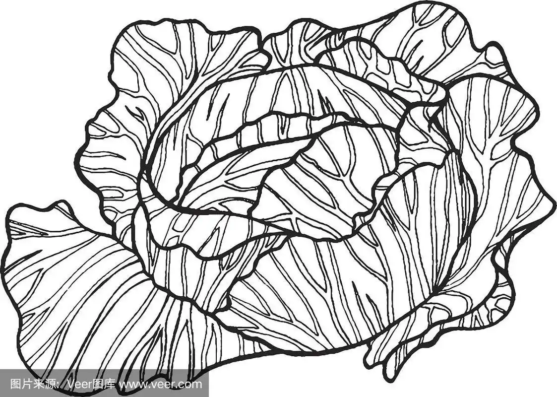 卷心菜黑白手绘插图为成人和儿童着色页或书.