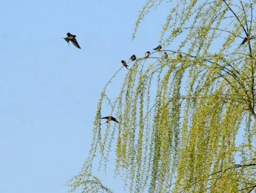 春燕……献给天下的母亲