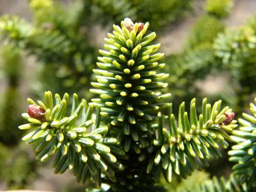 抗旱耐寒的冷杉树木图片 - 第15张