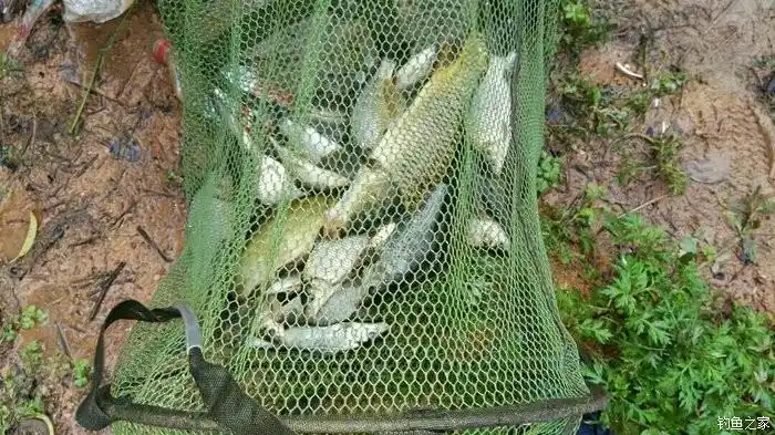 株洲县龙门水库爽钓吉花鱼 化氏饵料钓鲤鱼 - 钓鱼之家