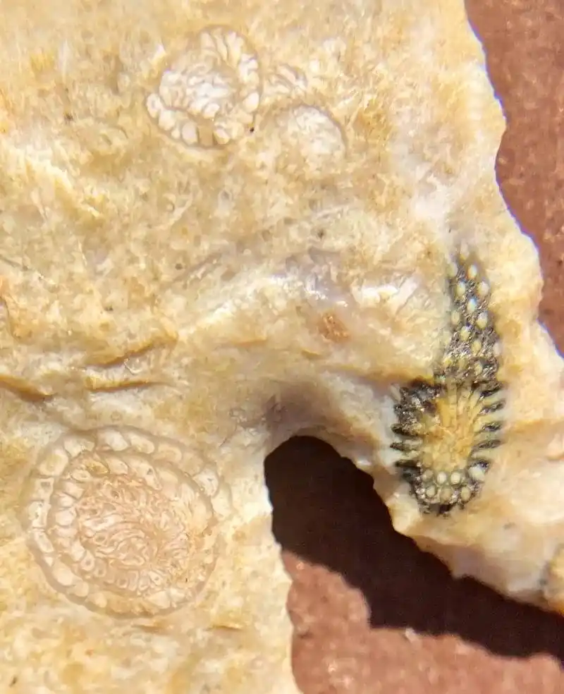 箭头 #燧石 #石器时代 #打制石器 #化石 - 抖音