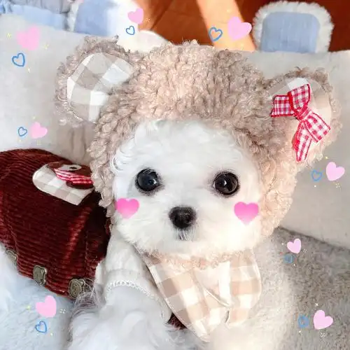 比熊头像是小熊软糖本糖了