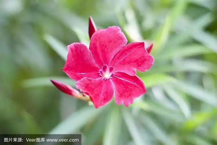 红色夹竹桃夹竹桃