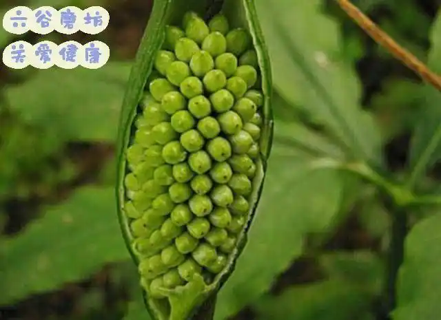 半夏的功效与作用