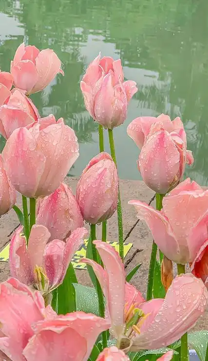 温柔感满满的唯美壁纸高清 令人超喜欢的壁纸合集