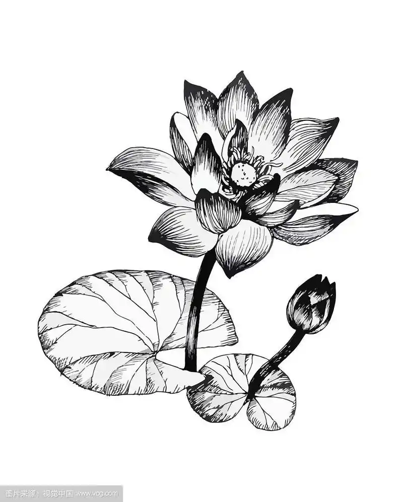 池塘上的睡莲花黑白相间