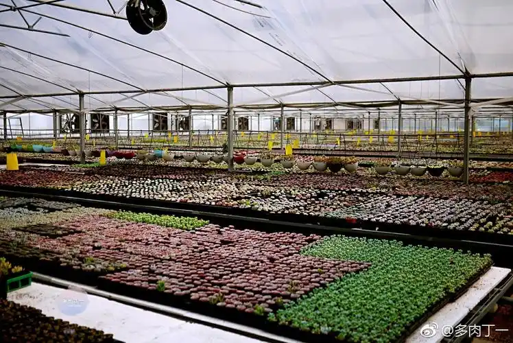 沉迷多肉的肉友,每到一个新城市都爱做这件事!