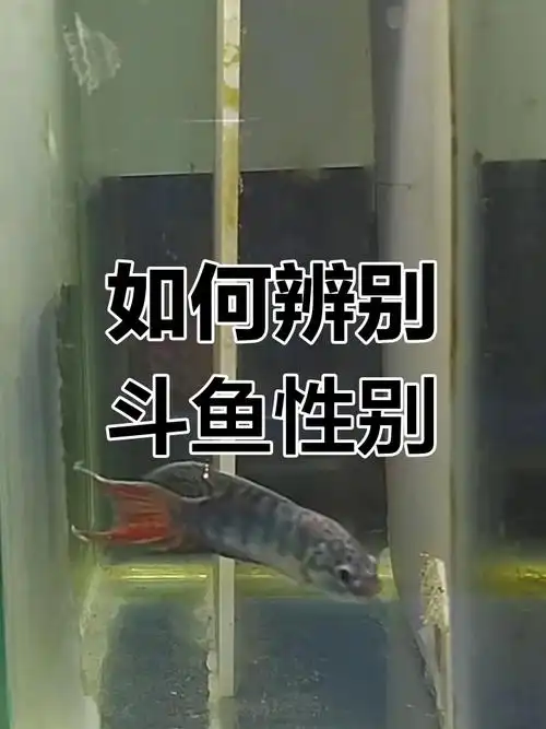斗鱼公母分辨技巧大揭秘