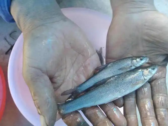 引进中国16年"棒棒鱼",如今入侵河流,肉质适合烧烤却鲜为人知