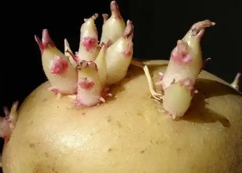 首先我们来聊一下土豆为什么会发芽?