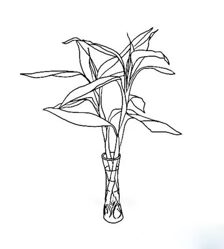 简单的植物简笔画,富贵竹简笔画