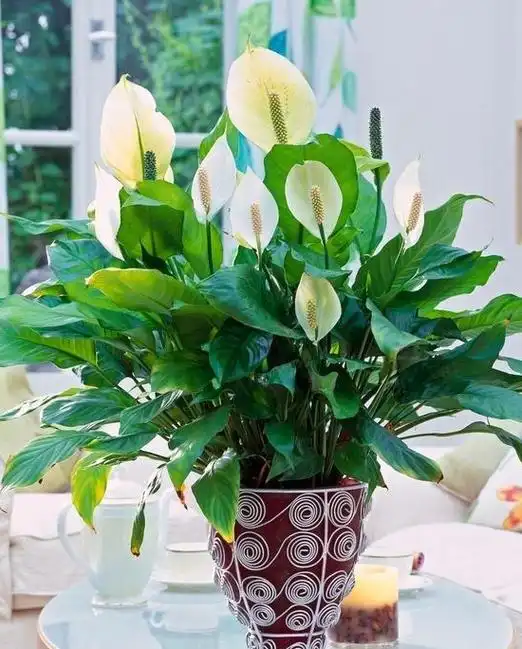 5种常见小绿植,家里养真赞,吸尘效果好,更环保空气