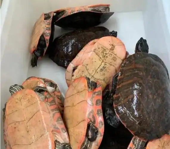 火焰龟怎么过冬火焰龟不吃东西怎么办