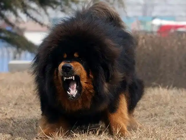 这6大中国"猛犬",每一种都很帅,你喜欢哪种?