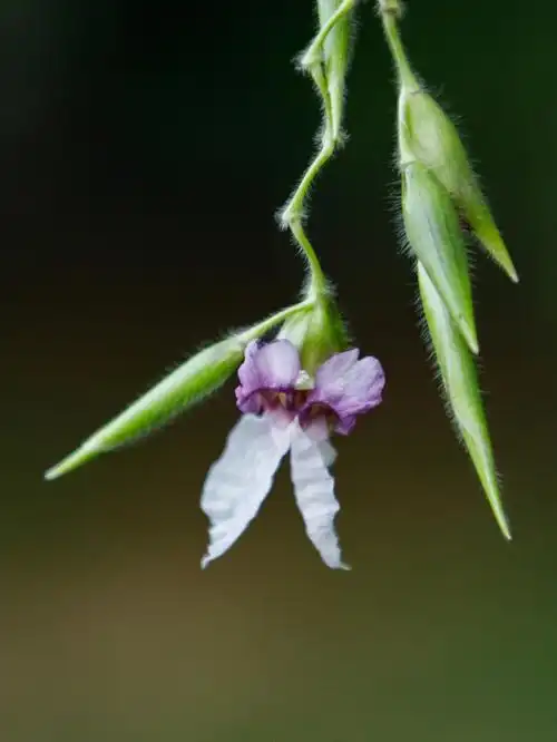 垂花再力花颜值清新绿肥紫瘦从夏到秋