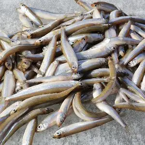 【小公鱼鲜图片】小公鱼鲜图片大全_好便宜网