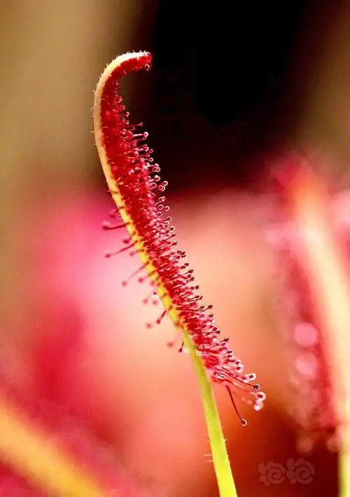 食虫好望角茅膏菜