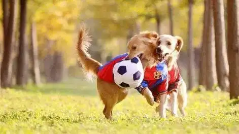 训练狗狗的方法