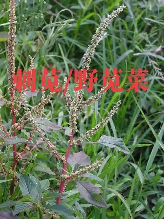 捕捉身边的花草 #刺苋菜 又名 #野苋菜 有人吃叶,有人挖 - 抖音