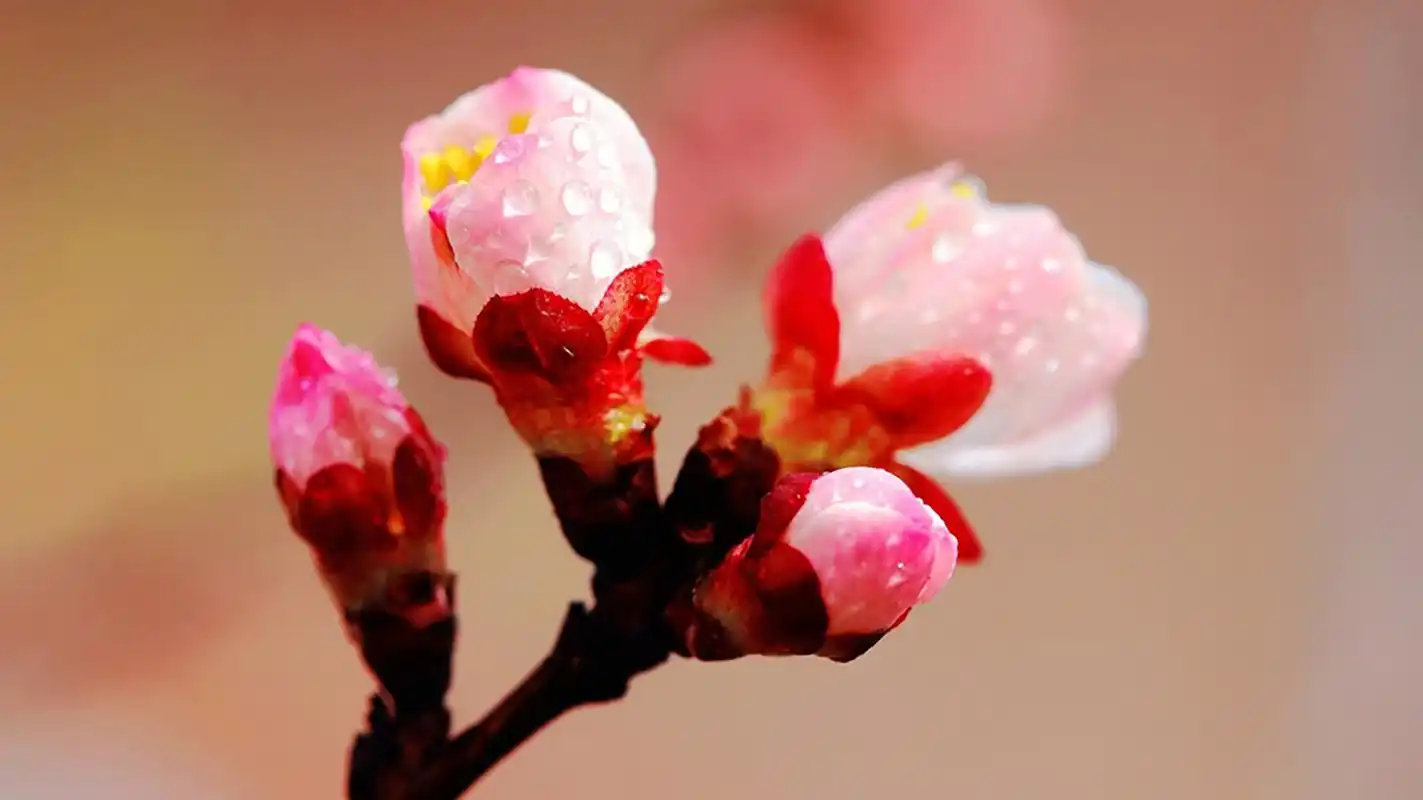 世人只知樱花落纷纷却不知杏花雨之美杏花雨诗入梦来