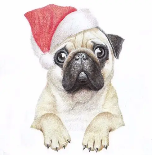 教你画超可爱的彩铅狗狗