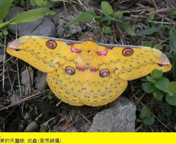 展开全部 中文名:黄豹天蚕蛾 学名:loepa megacore formosensis 目