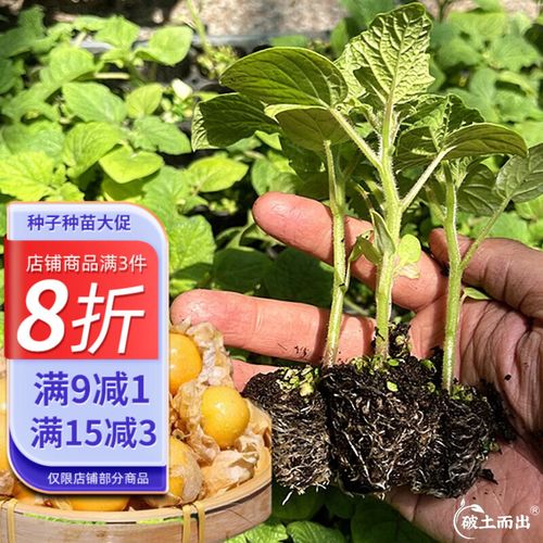 大禹东北姑娘果种子苗大果灯笼果苗树苗水果籽 水果菇娘苗 5棵