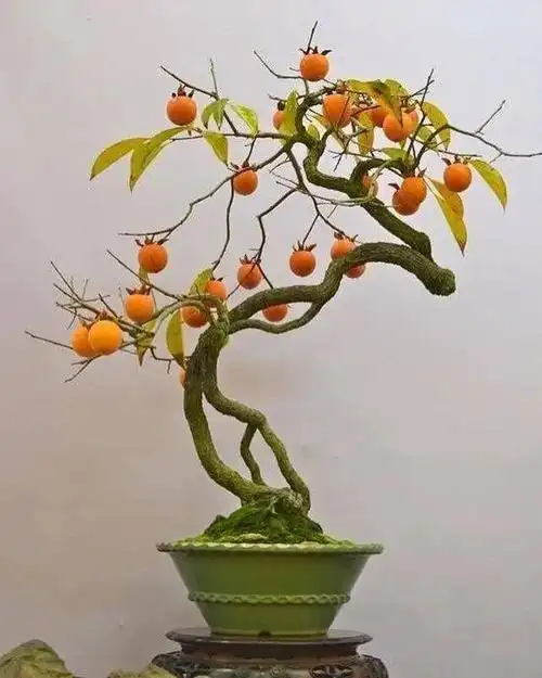 柿子盆景是最受欢迎的果实盆景之一了,因其寓意吉祥,象征事事顺利,事