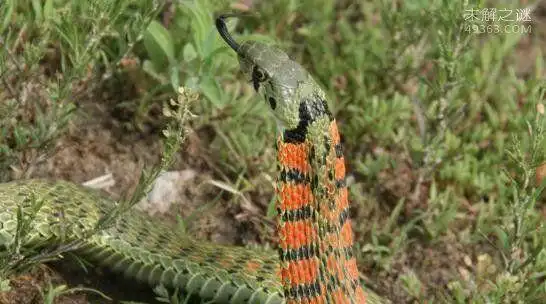 广西曾出现鸡冠蛇攻击人时鸡冠状物会由红变为紫色性不大