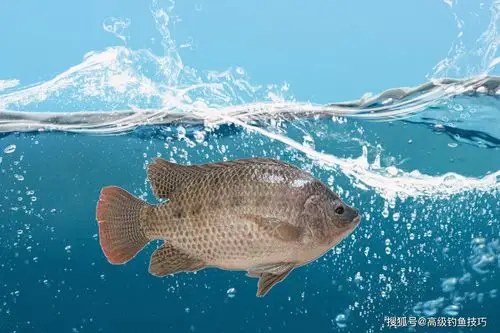 原创夏季钓罗非鱼为什么要用冷冻饵冷冻饵的制作方法钓罗非鱼技巧