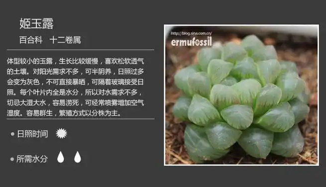 [多肉植物]150种常用多肉植物图鉴