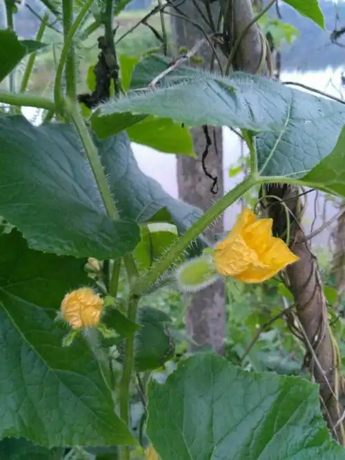 冬瓜藤,上面长满了小毛刺.