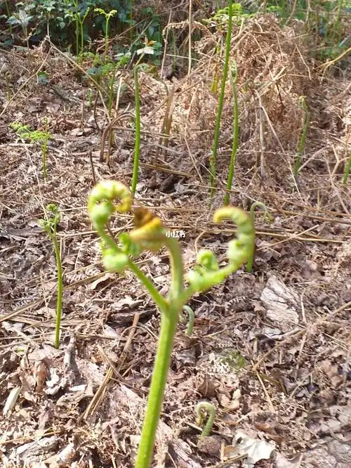 这是蕨菜吗?能吃吗?