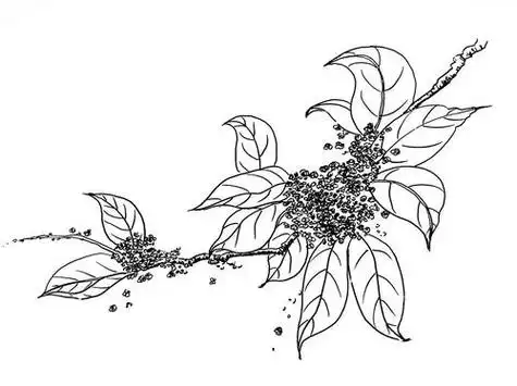 马克笔手绘桂花桂花枝老家的桂花树简笔画怎么画卡通手绘桂花素材