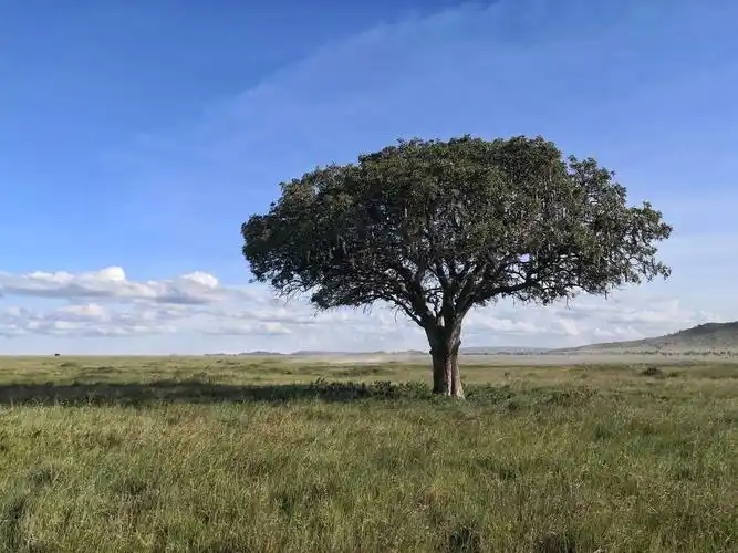 津巴布韦三国行 写美篇金合欢树是非洲特有树种,遍布整个草原,伞状的