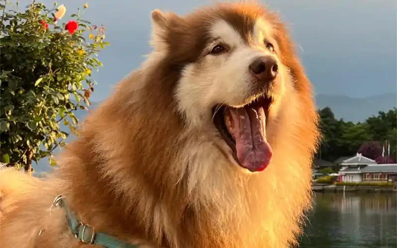 去宠物市场淘一只阿拉斯加狗崽子