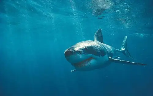 鲨鱼动物壁纸_海洋凶猛生物鲨鱼